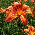 Hemerocallis fulva Tawny Daylily