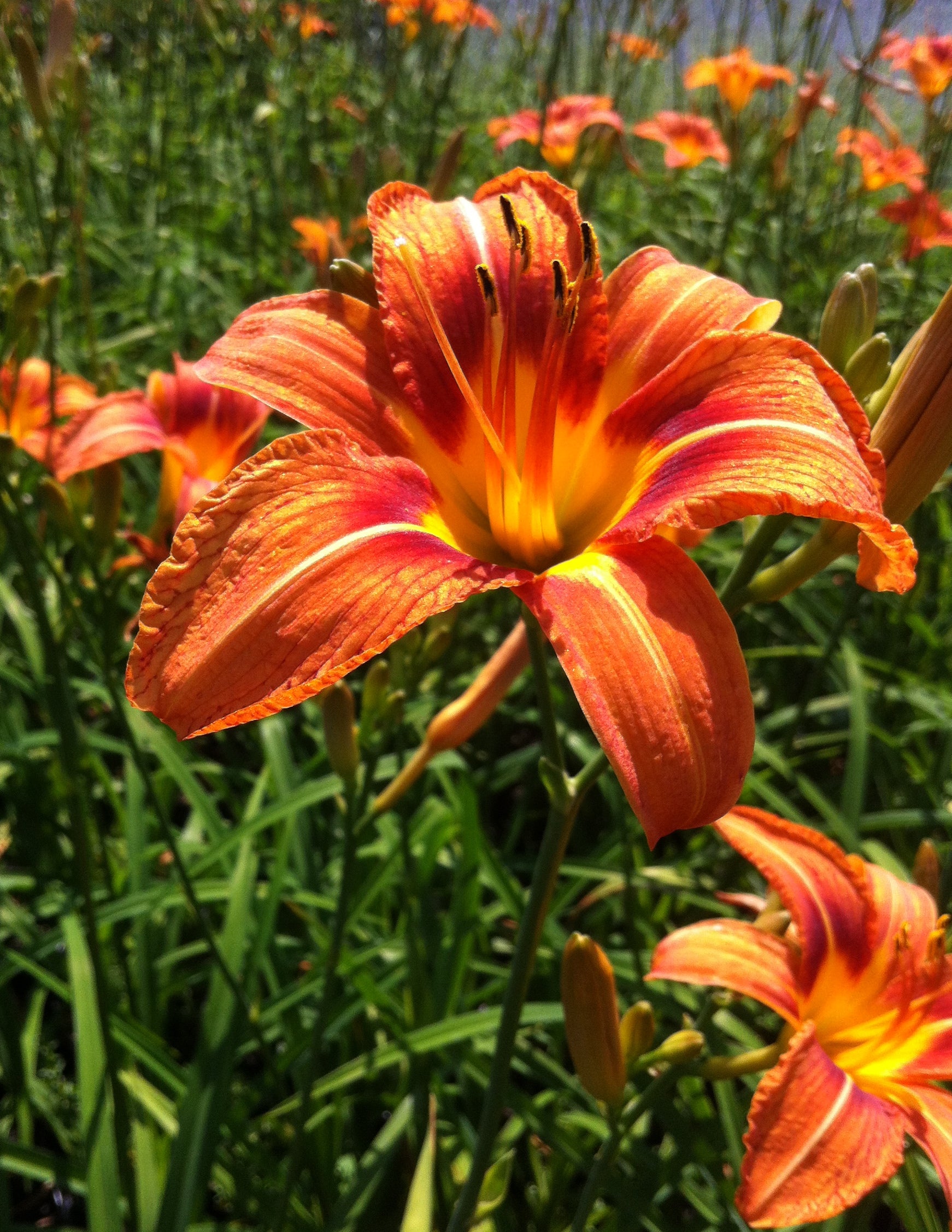 Hemerocallis fulva Tawny Daylily