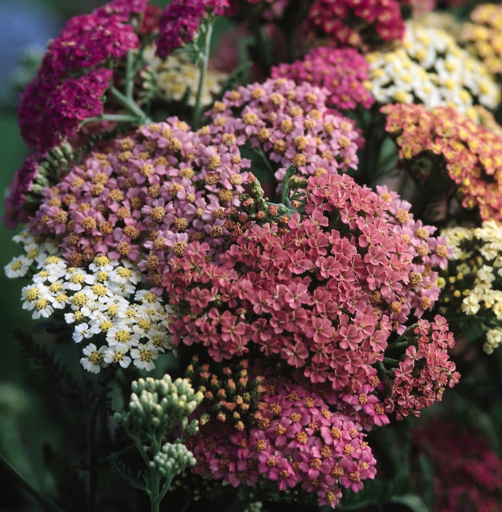 Achillea millefolium Summer Pastels Yarrow