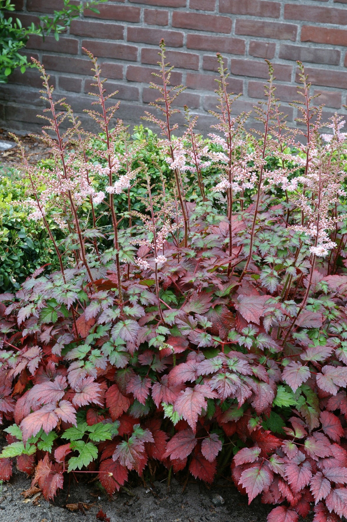 Astilbe arendsii Color Flash Beauty of Ernst PP17343 Color Flash Astilbe