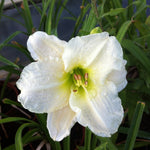 Hemerocallis Gentle Shepherd Daylily