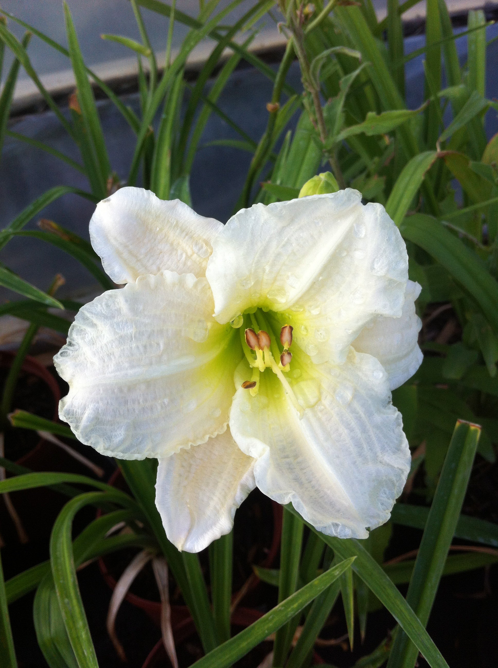 Hemerocallis Gentle Shepherd Daylily