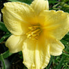 Hemerocallis Happy Returns Daylily