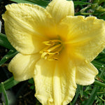 Hemerocallis Happy Returns Daylily