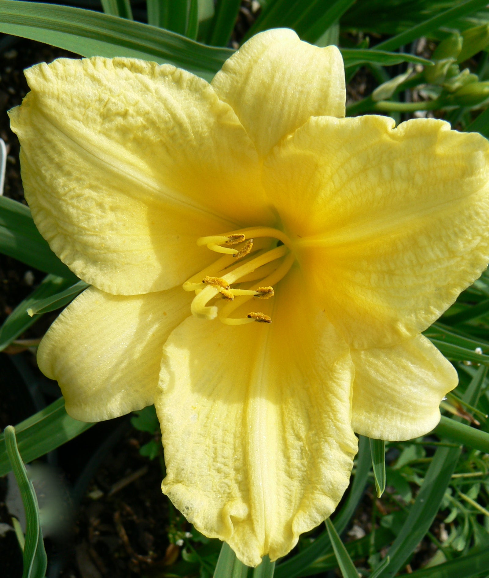 Hemerocallis Happy Returns Daylily