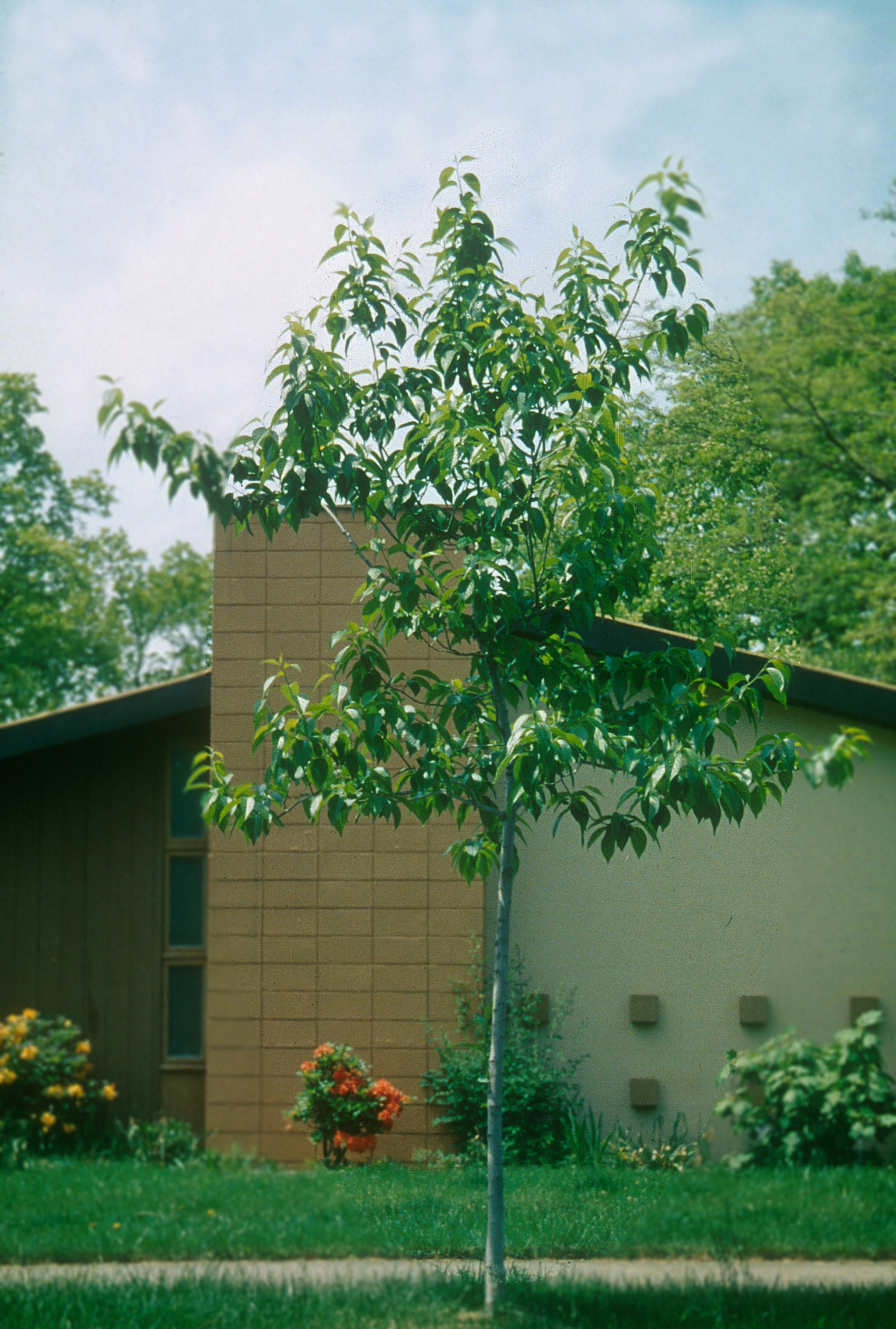 Eucommia ulmoides Hardy Rubber Tree