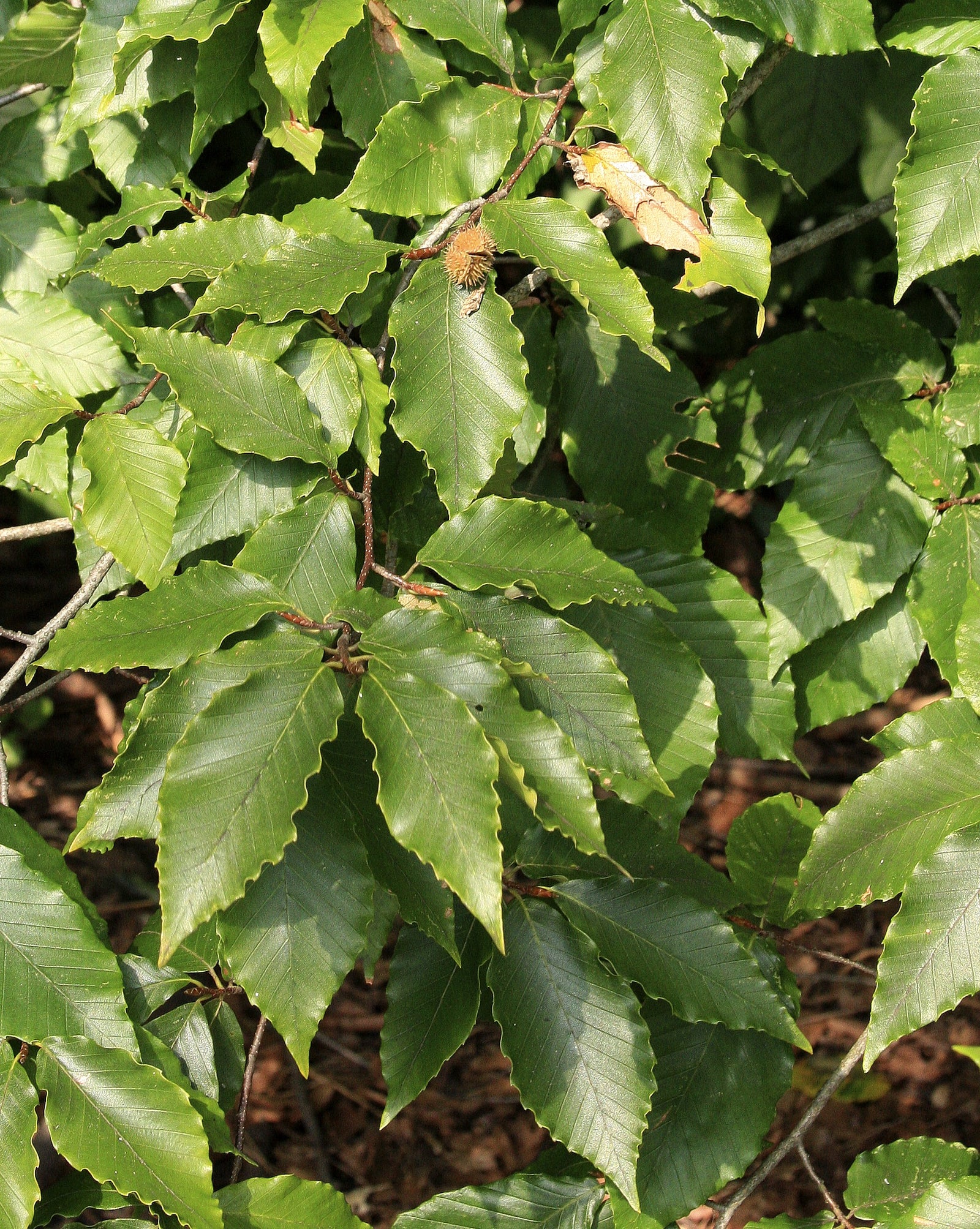 Fagus grandifolia American Beech