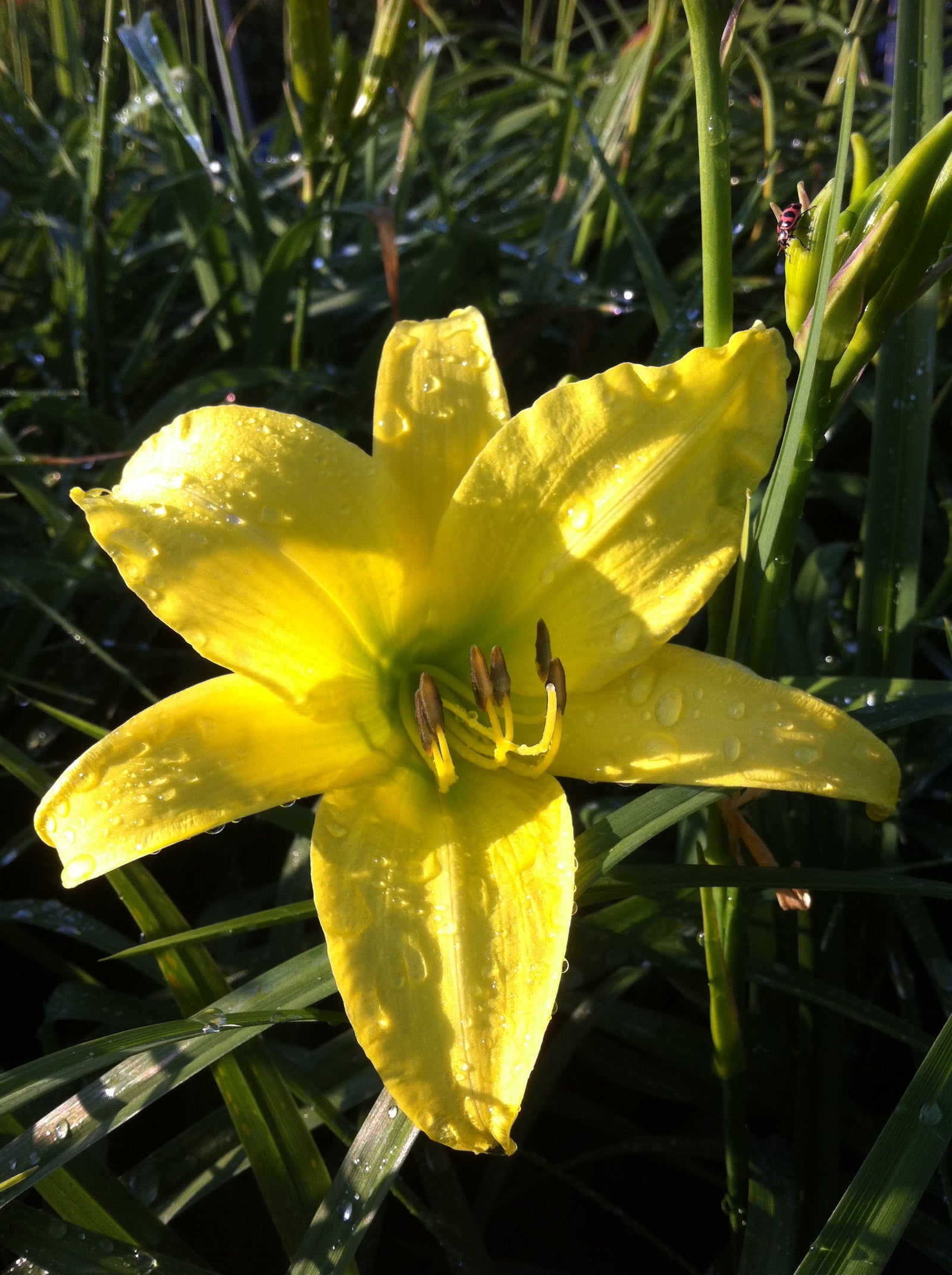 Hemerocallis Hyperion Daylily