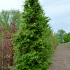 Fagus sylvatica European Beech