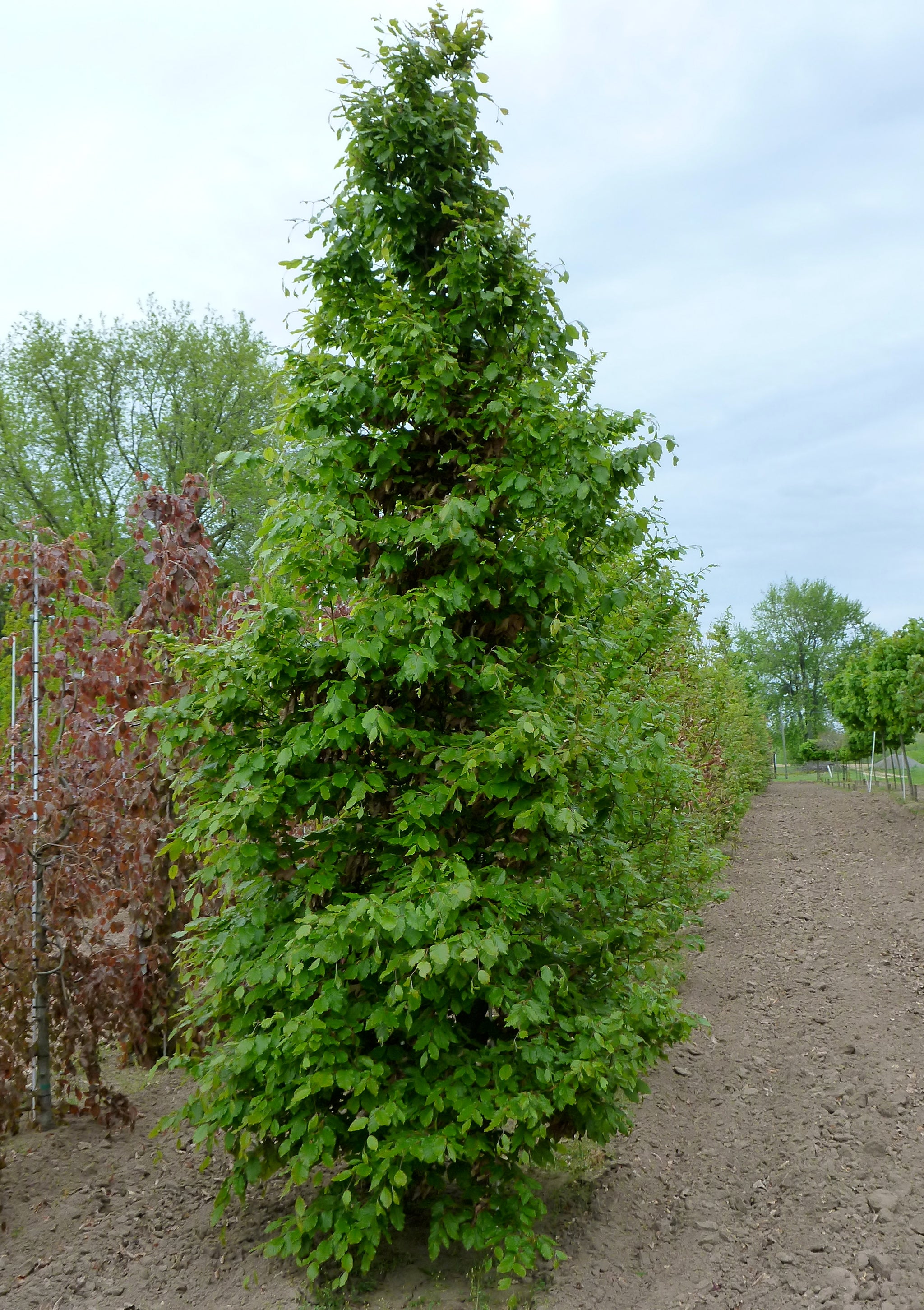 Fagus sylvatica European Beech