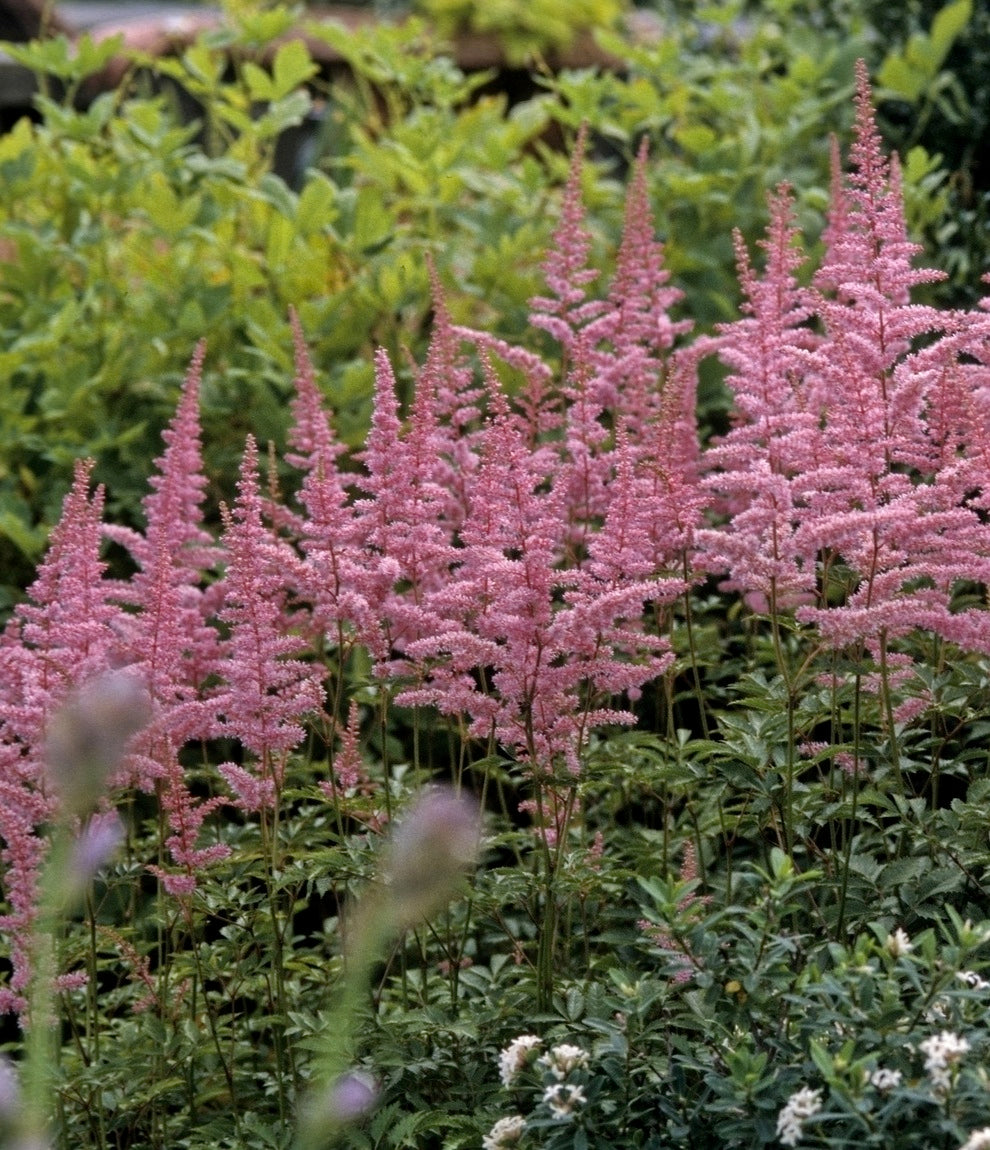 Astilbe arendsii Cattleya False Spirea