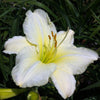 Hemerocallis Joan Senior Daylily