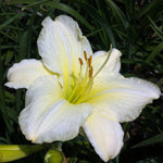 Hemerocallis Joan Senior Daylily