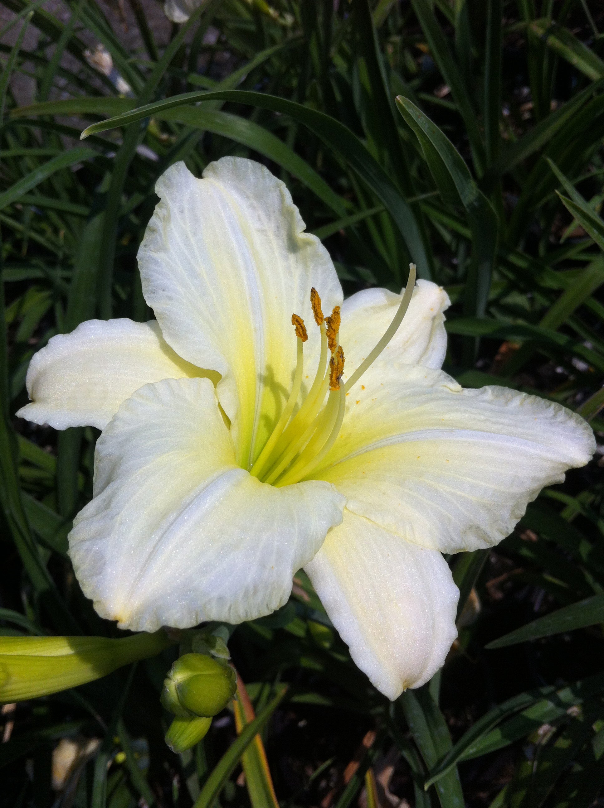 Hemerocallis Joan Senior Daylily