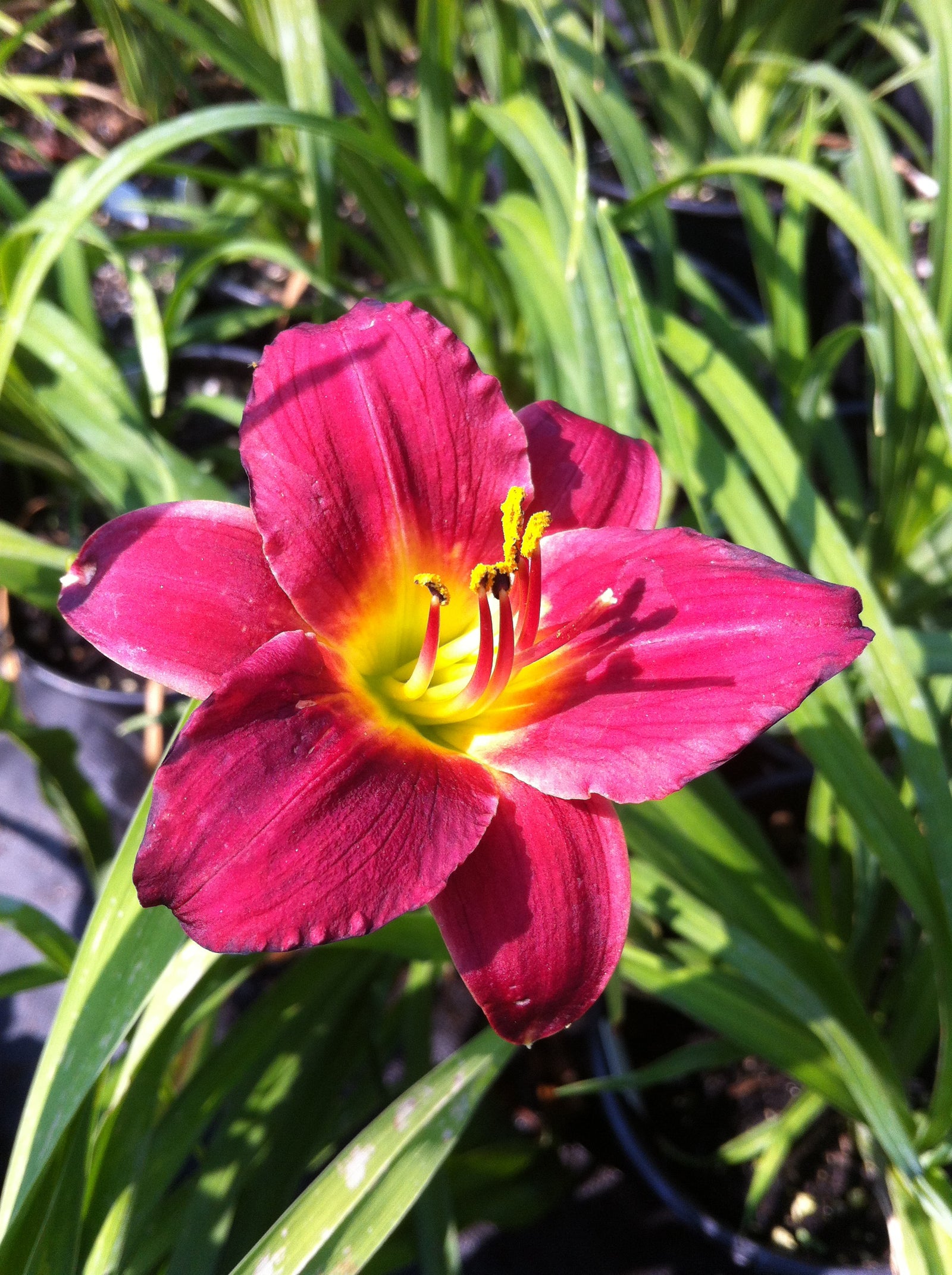 Hemerocallis Little Business Daylily