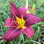 Hemerocallis Little Wine Cup Daylily