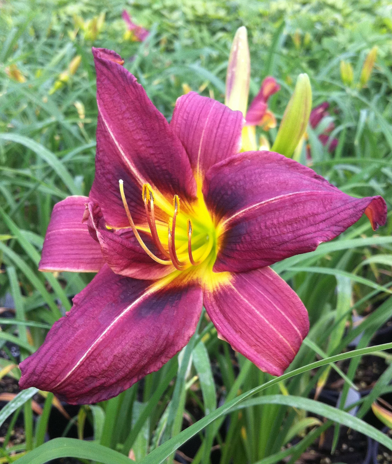 Hemerocallis Little Wine Cup Daylily