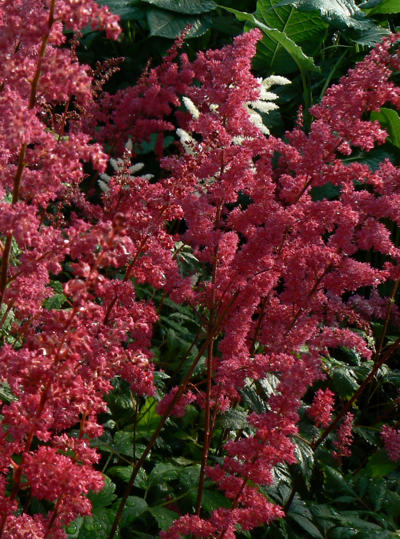 Astilbe arendsii Fanal False Spirea