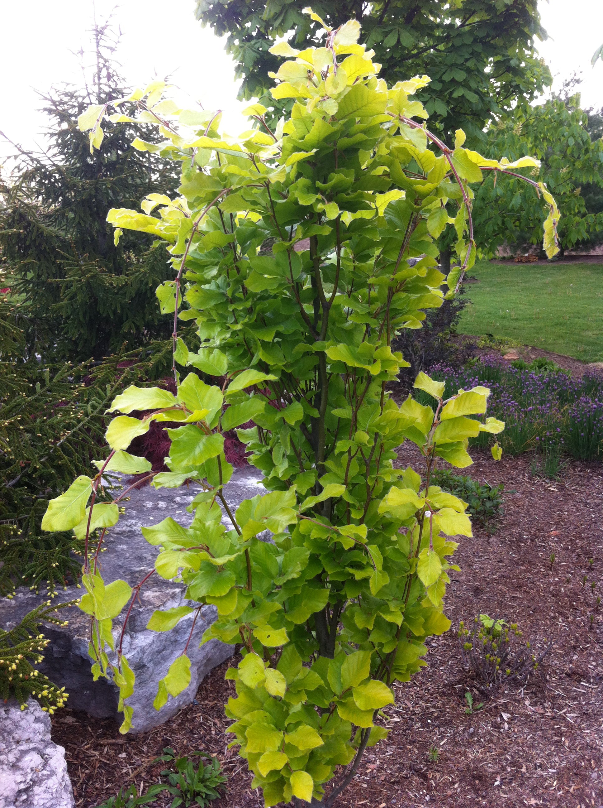 Dawyck Gold Beech – GardenTap