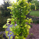 Fagus sylvatica Dawyck Gold Dawyck Gold Beech