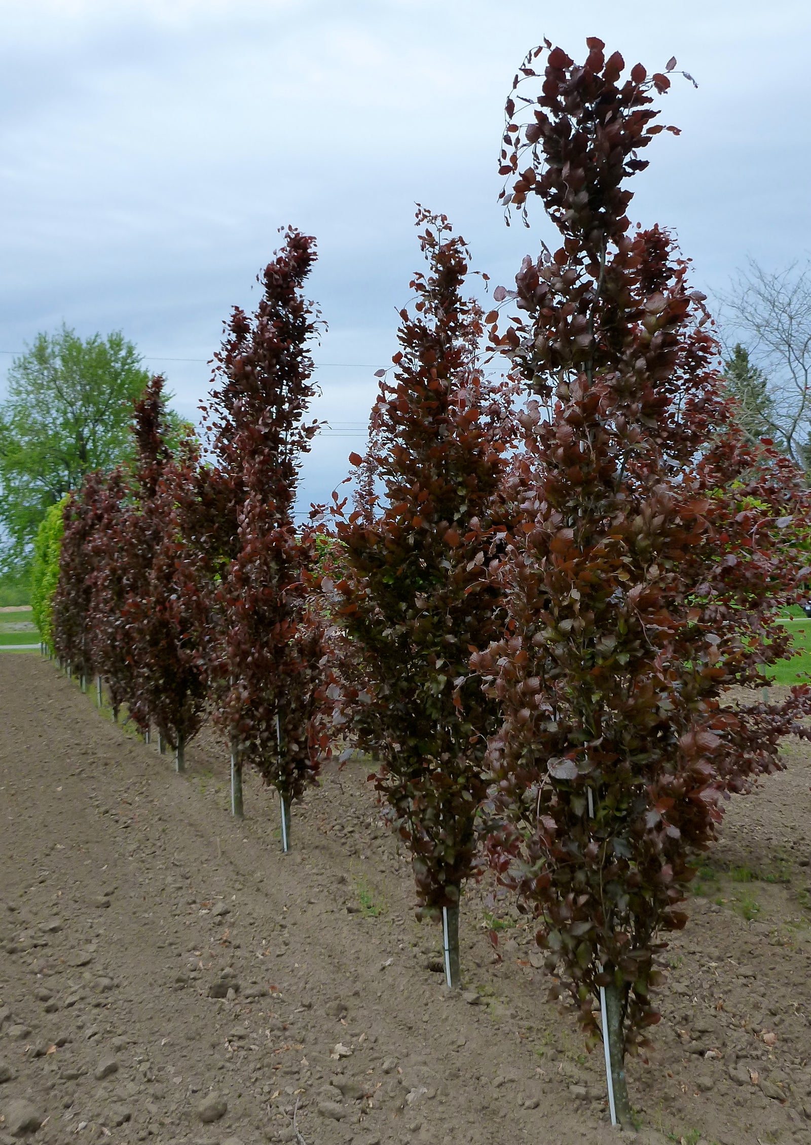 Fagus sylvatica Dawyck Purple Dawyck Purple Beech