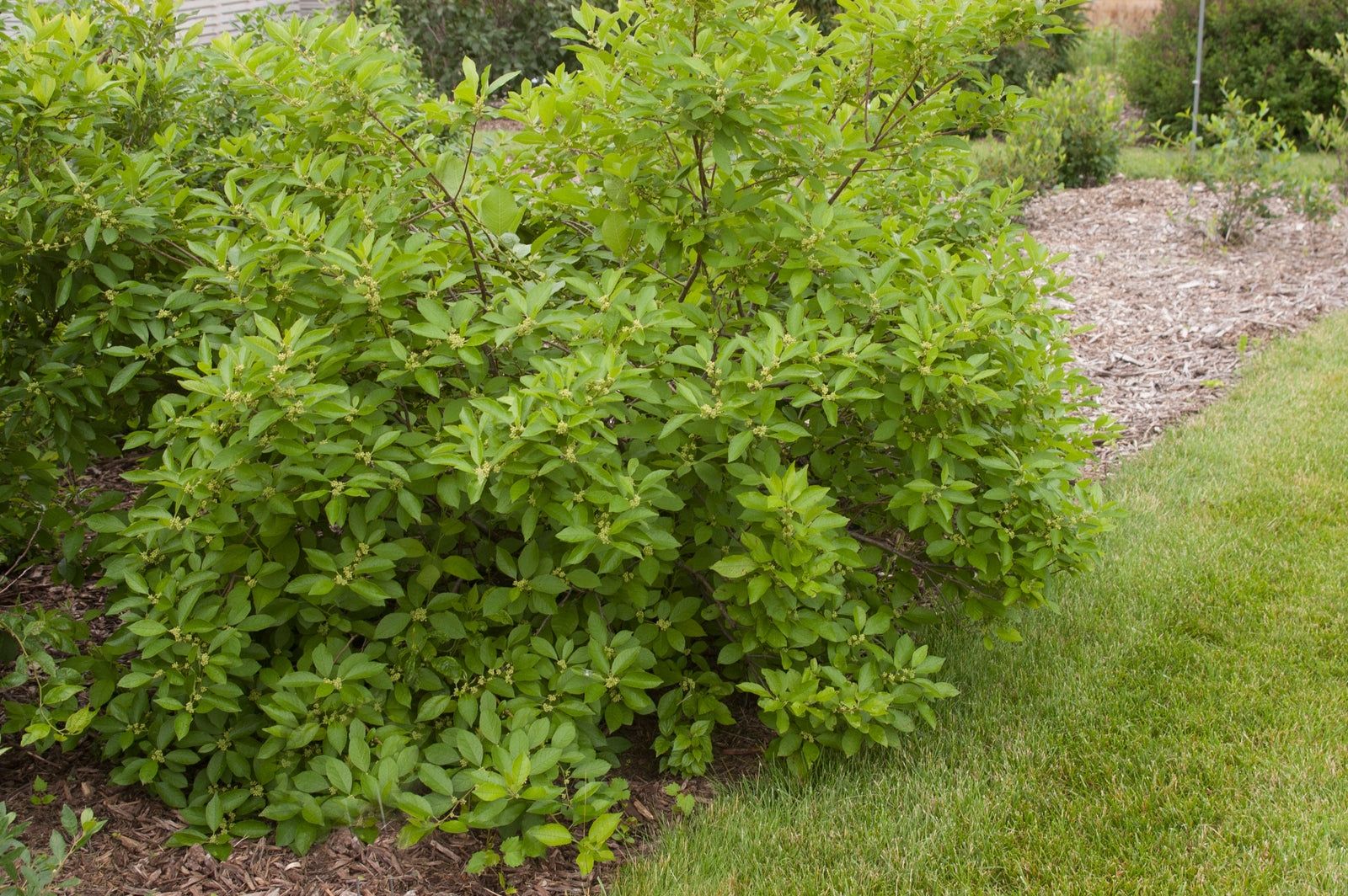 Ilex verticillata Southern Gentleman Southern Gentleman Winterberry