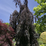 Fagus sylvatica Purple Fountain Purple Fountain Beech