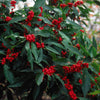 Ilex verticillata Winter Red Winter Red Winterberry