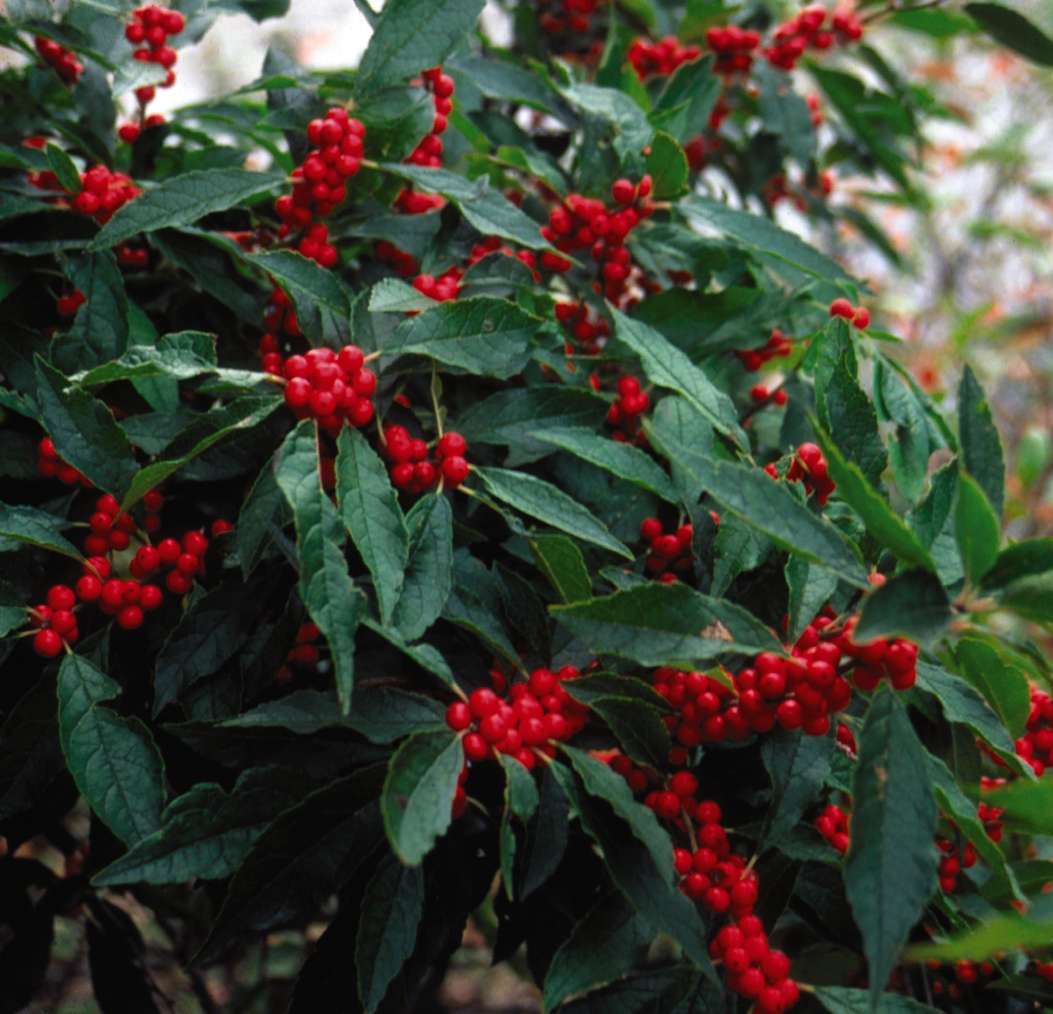 Ilex verticillata Winter Red Winter Red Winterberry