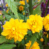 Kerria japonica Pleniflora Double Flowered Kerria