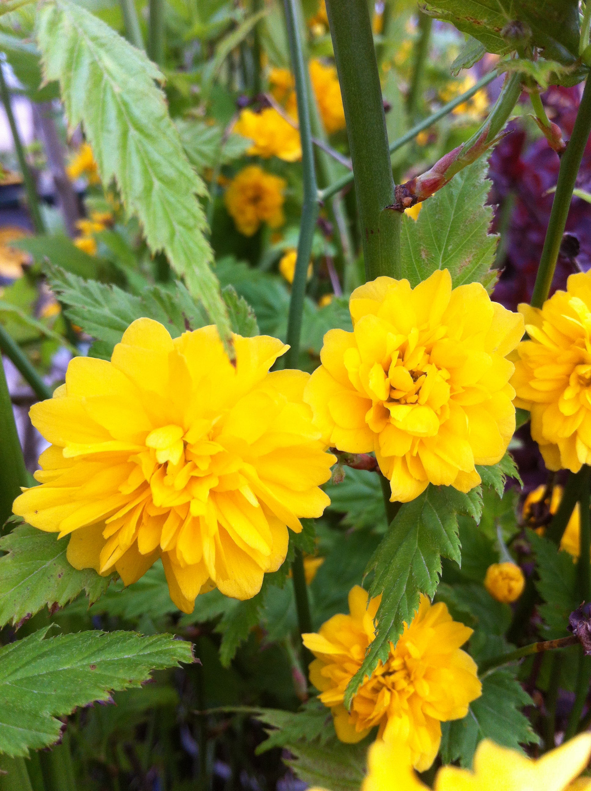 Kerria japonica Pleniflora Double Flowered Kerria