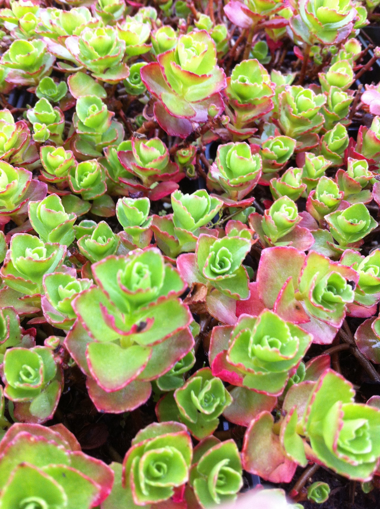 Sedum spurium Dragon's Blood Schorbuser Blut Dragon's Blood Stonecrop