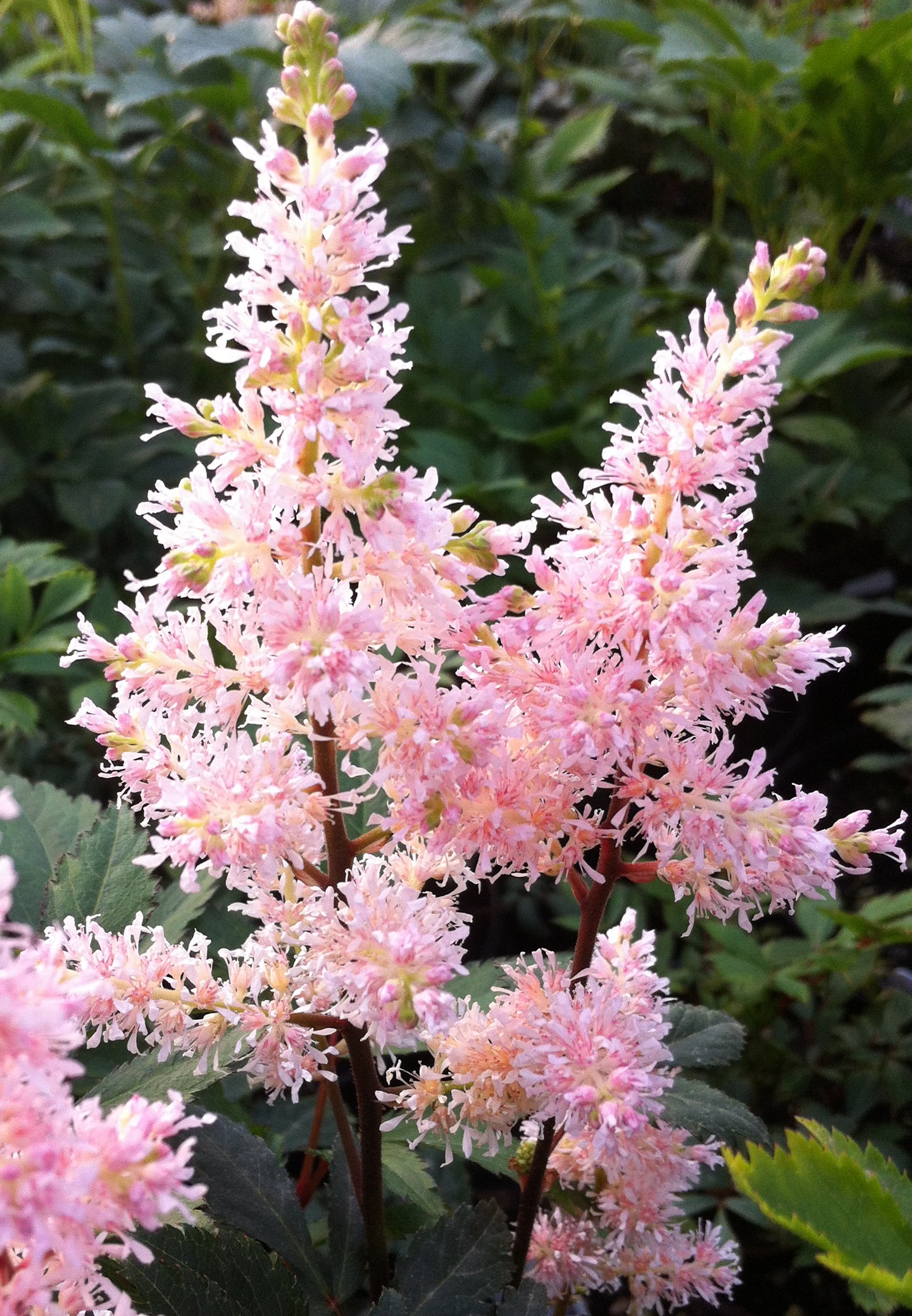 Astilbe japonica Peach Blossom False Spirea