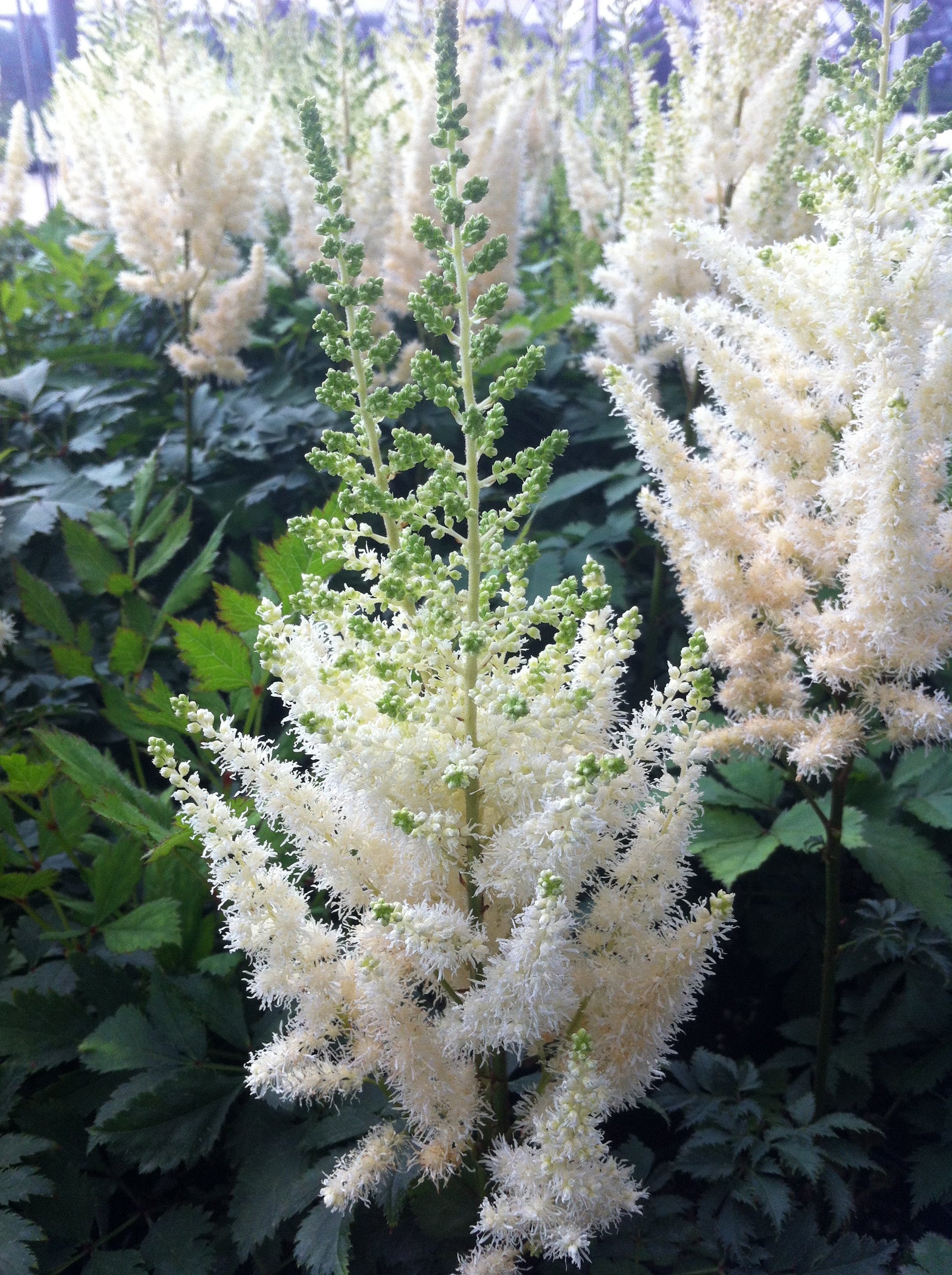 Astilbe chinensis Diamonds and Pearls PP19092, COPF False Spirea