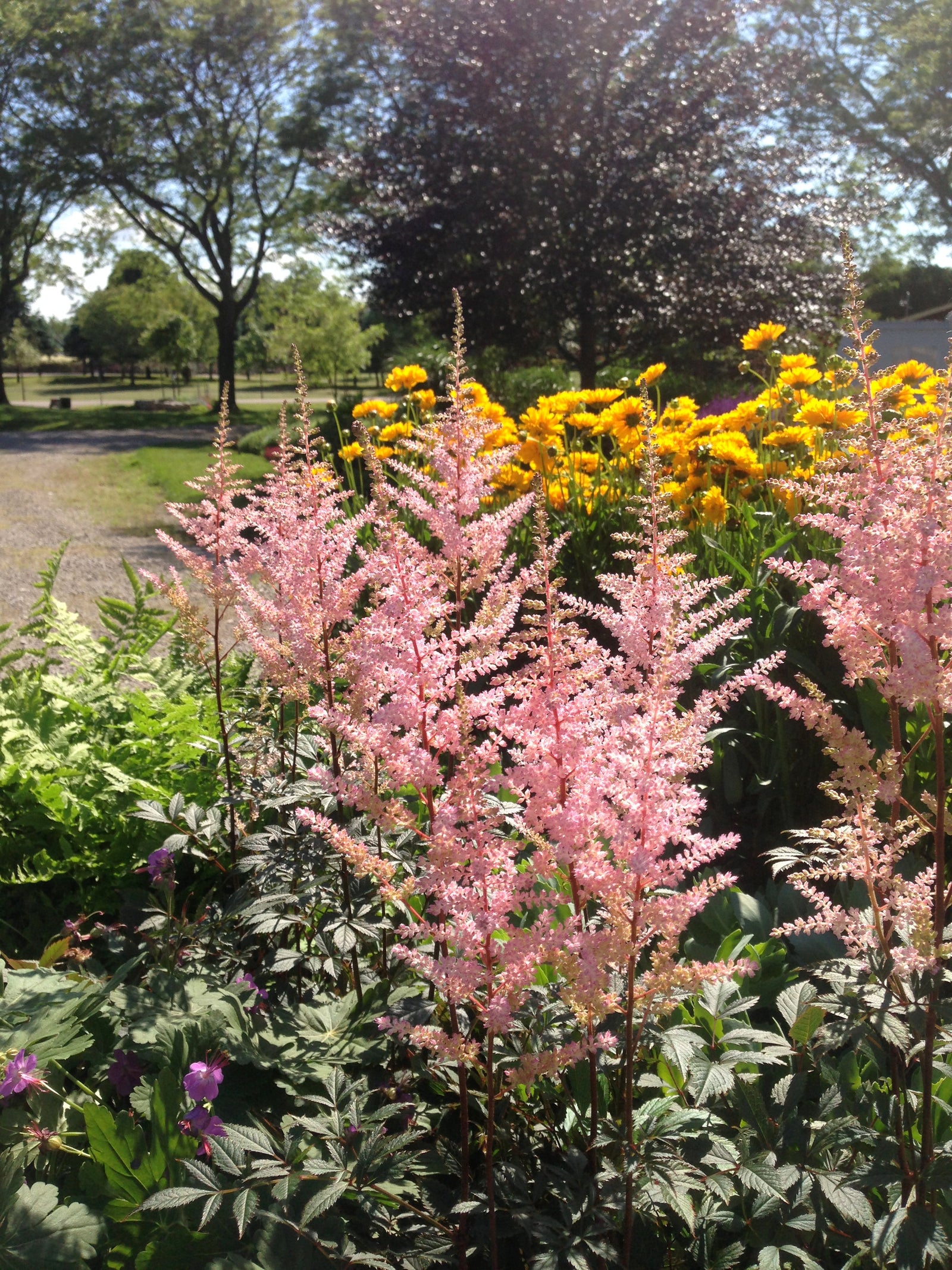 Astilbe arendsii Erica False Spirea