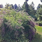 Lespedeza thunbergii Gibraltar Shrub Bush Clover