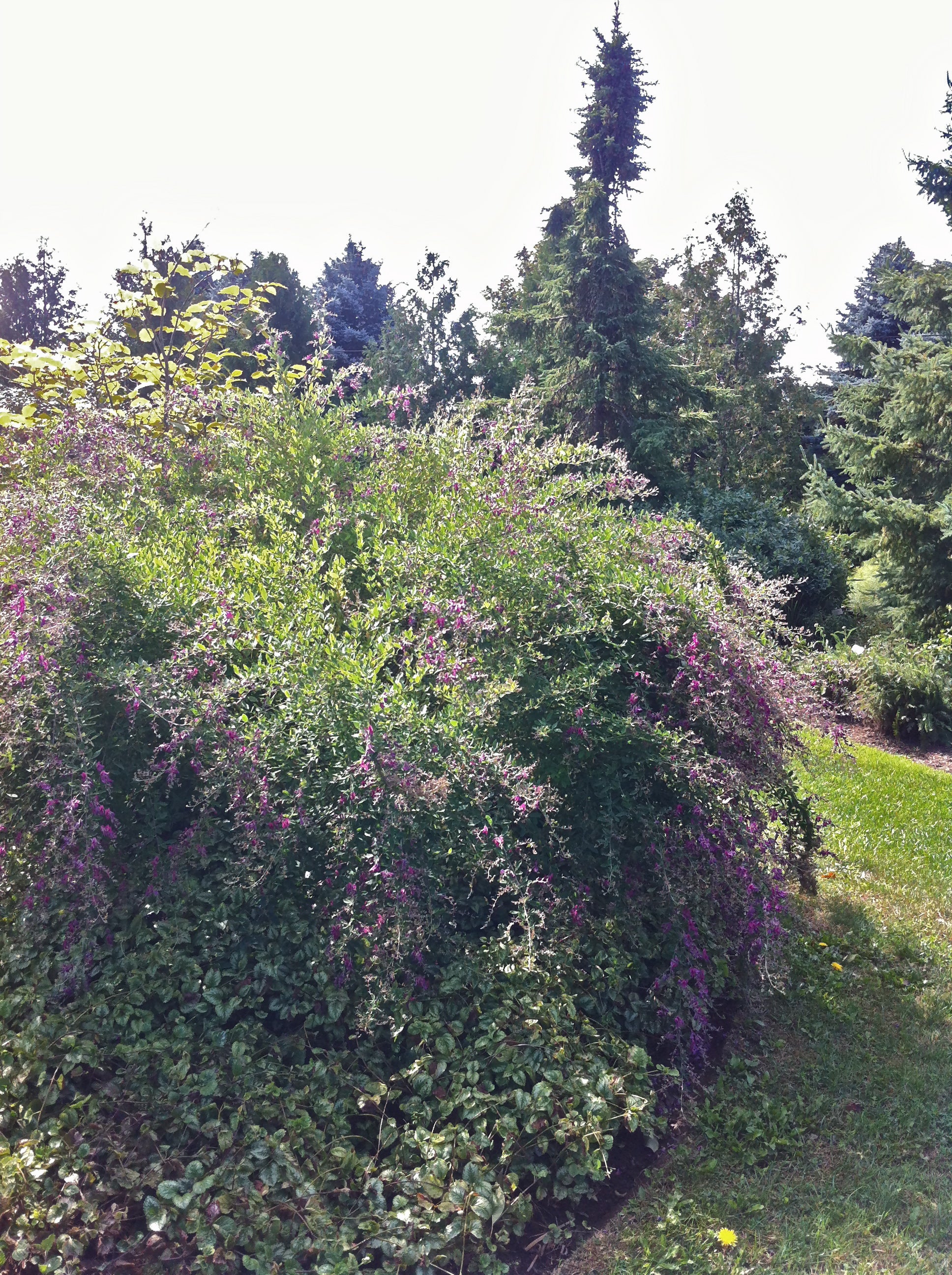 Lespedeza thunbergii Gibraltar Shrub Bush Clover