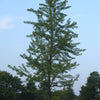 Ginkgo biloba Maidenhair Tree