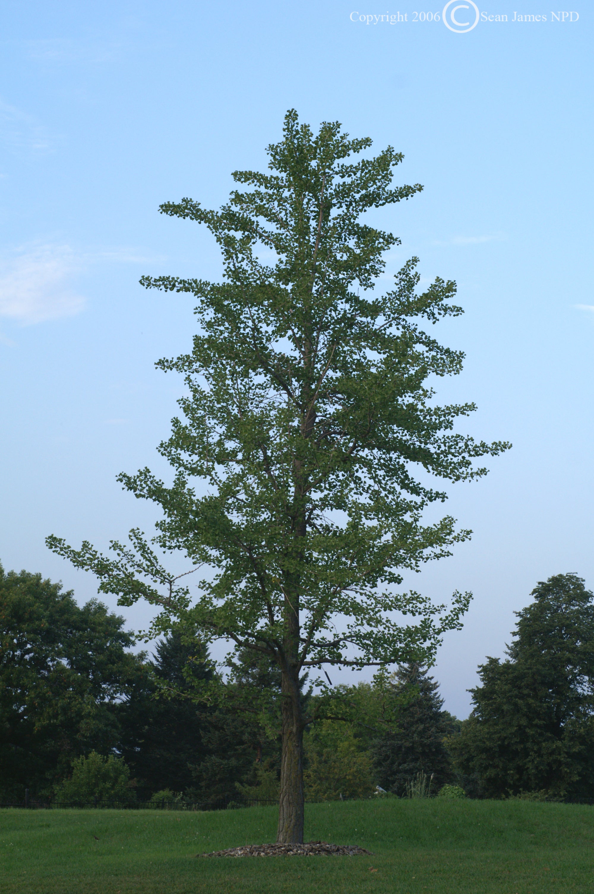 Ginkgo biloba Maidenhair Tree