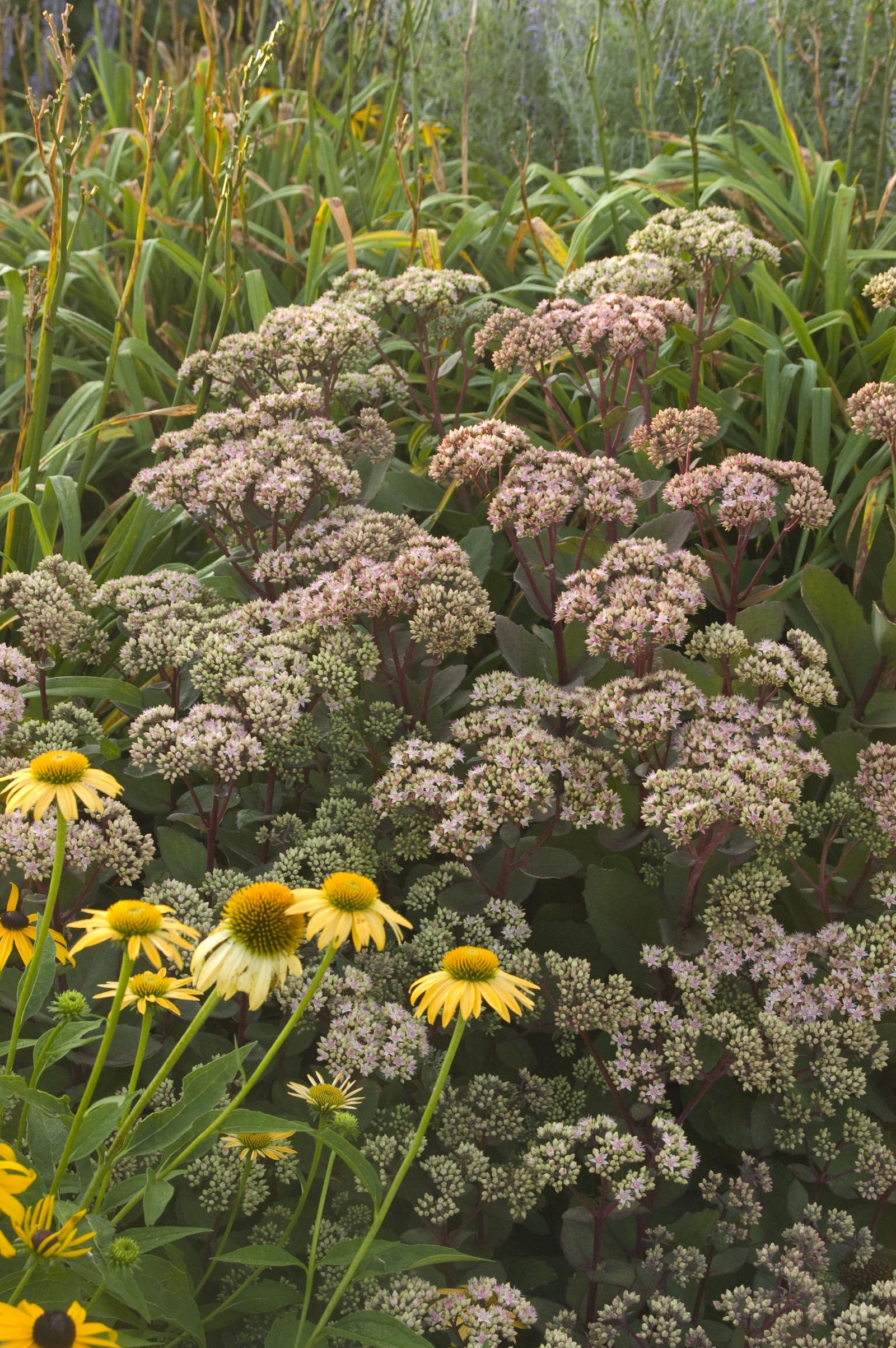 Sedum telephium Matrona Stonecrop