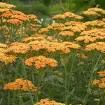 Achillea millefolium Terracotta Yarrow