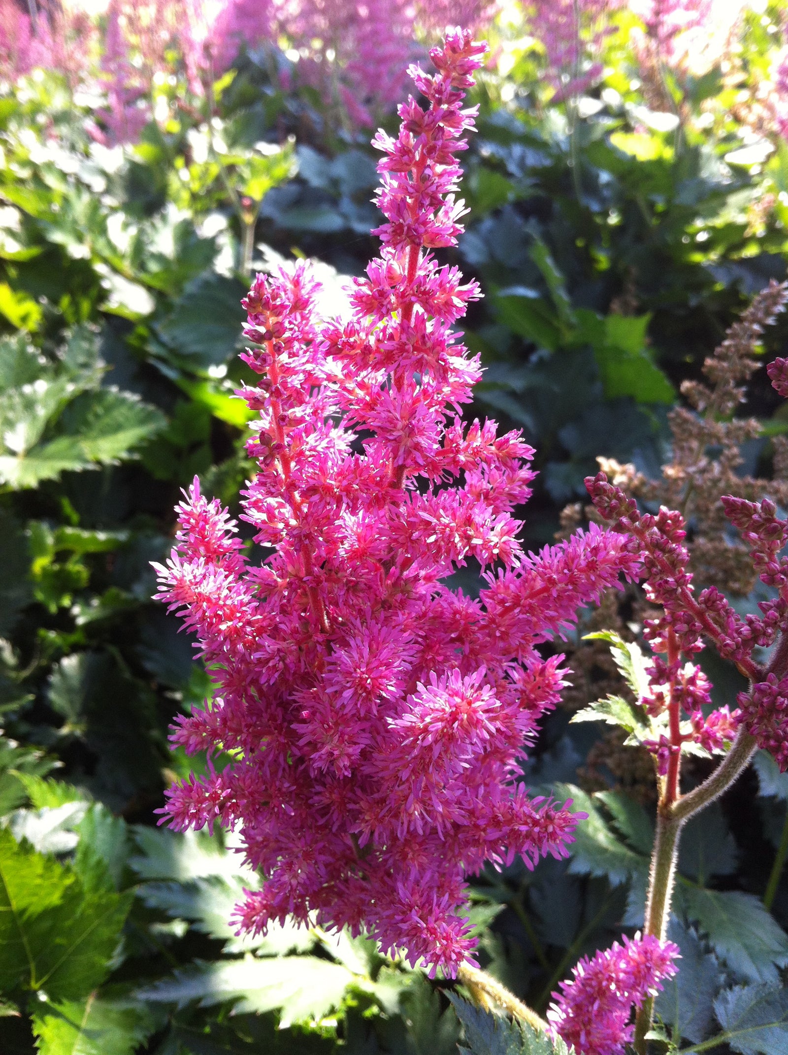 Astilbe chinensis Little Vision in Pink PP21886, CPBR4611 False Spirea