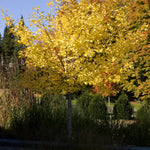 Ginkgo biloba Autumn Gold Autumn Gold Maidenhair Tree