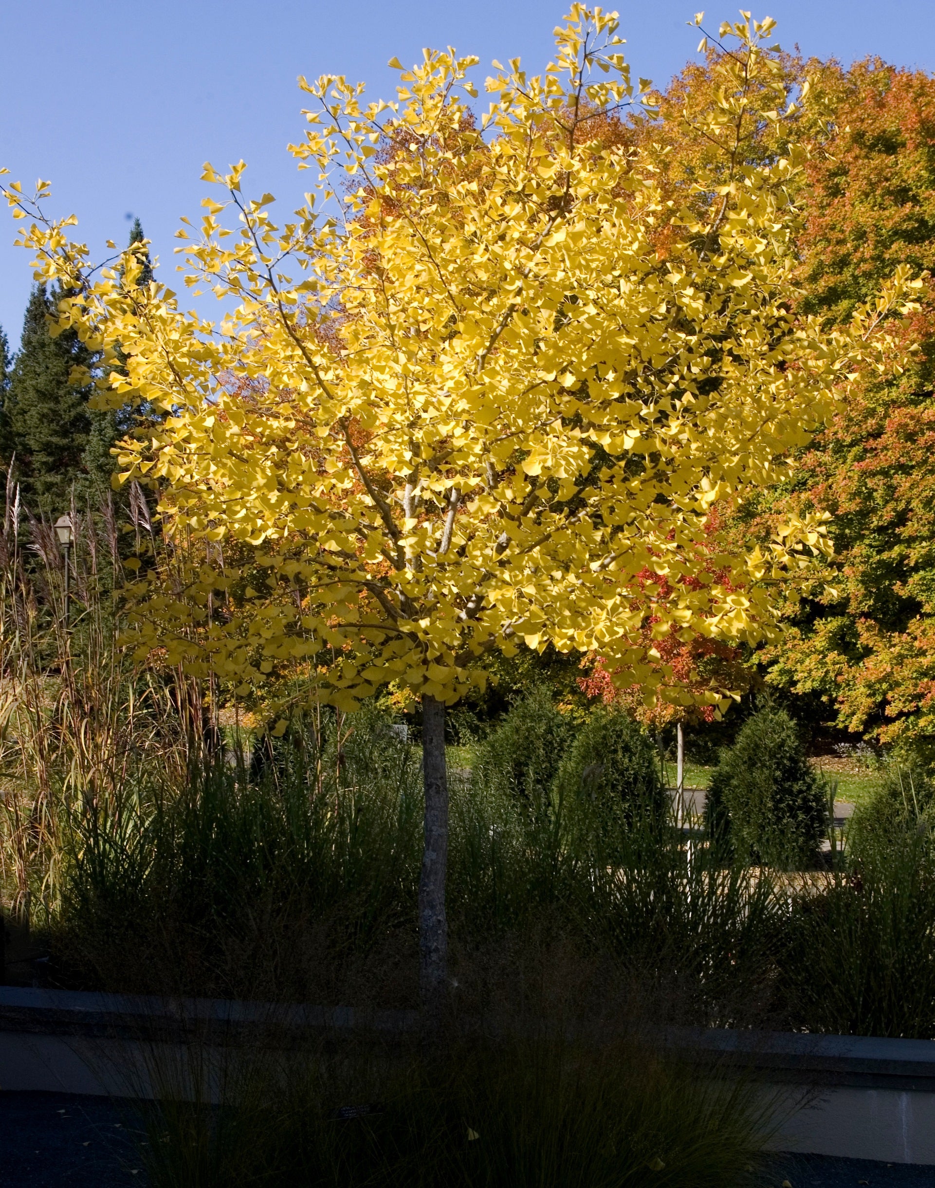 Ginkgo biloba Autumn Gold Autumn Gold Maidenhair Tree