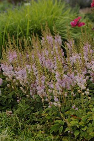 Astilbe chinensis Pumila Dwarf False Spirea