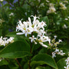 Ligustrum amurense Amur Privet