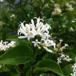 Ligustrum amurense Amur Privet