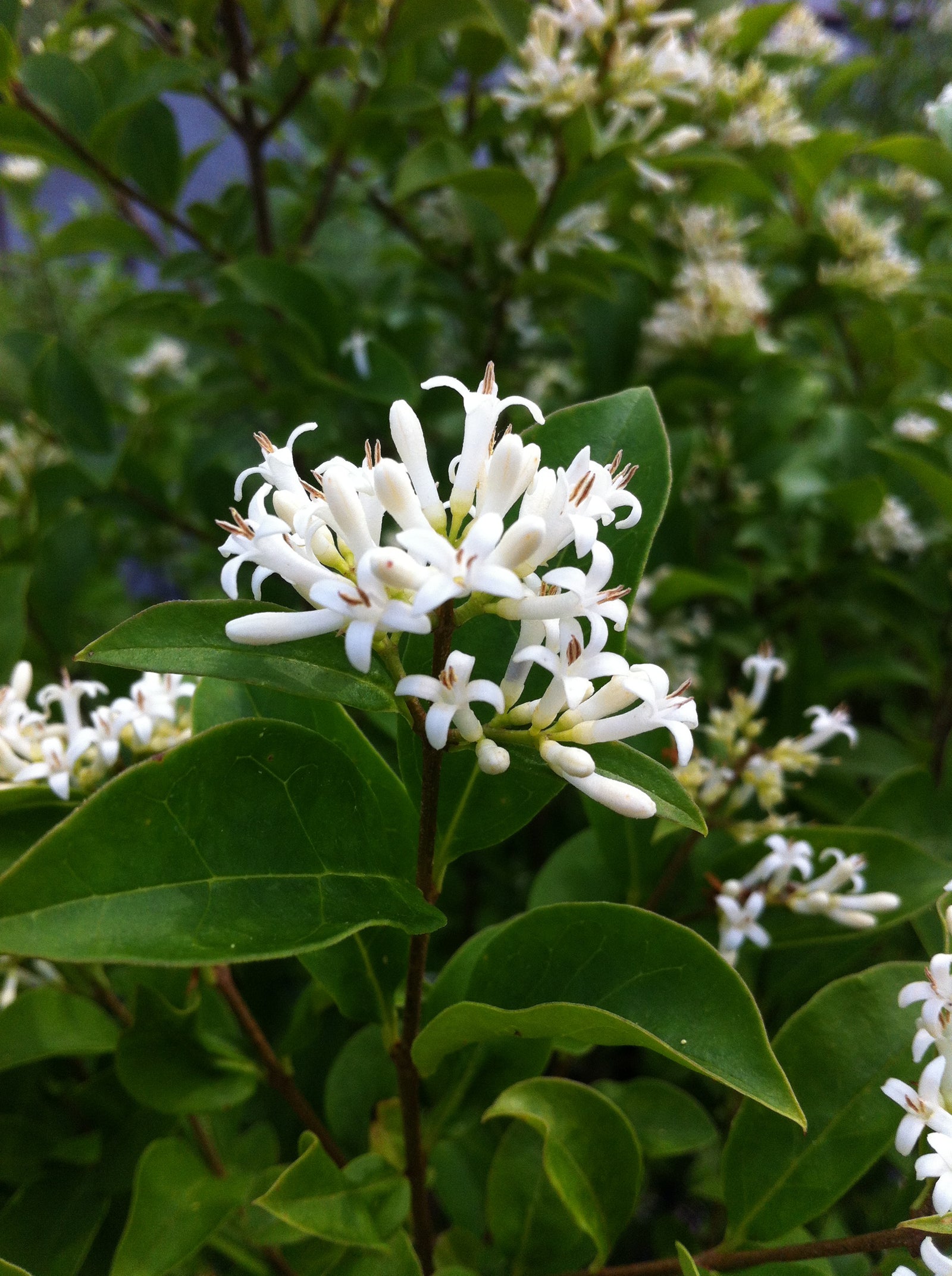 Ligustrum amurense Amur Privet