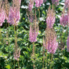 Astilbe chinensis var. taquetii Superba Fall Astilbe, Chinese Astilbe