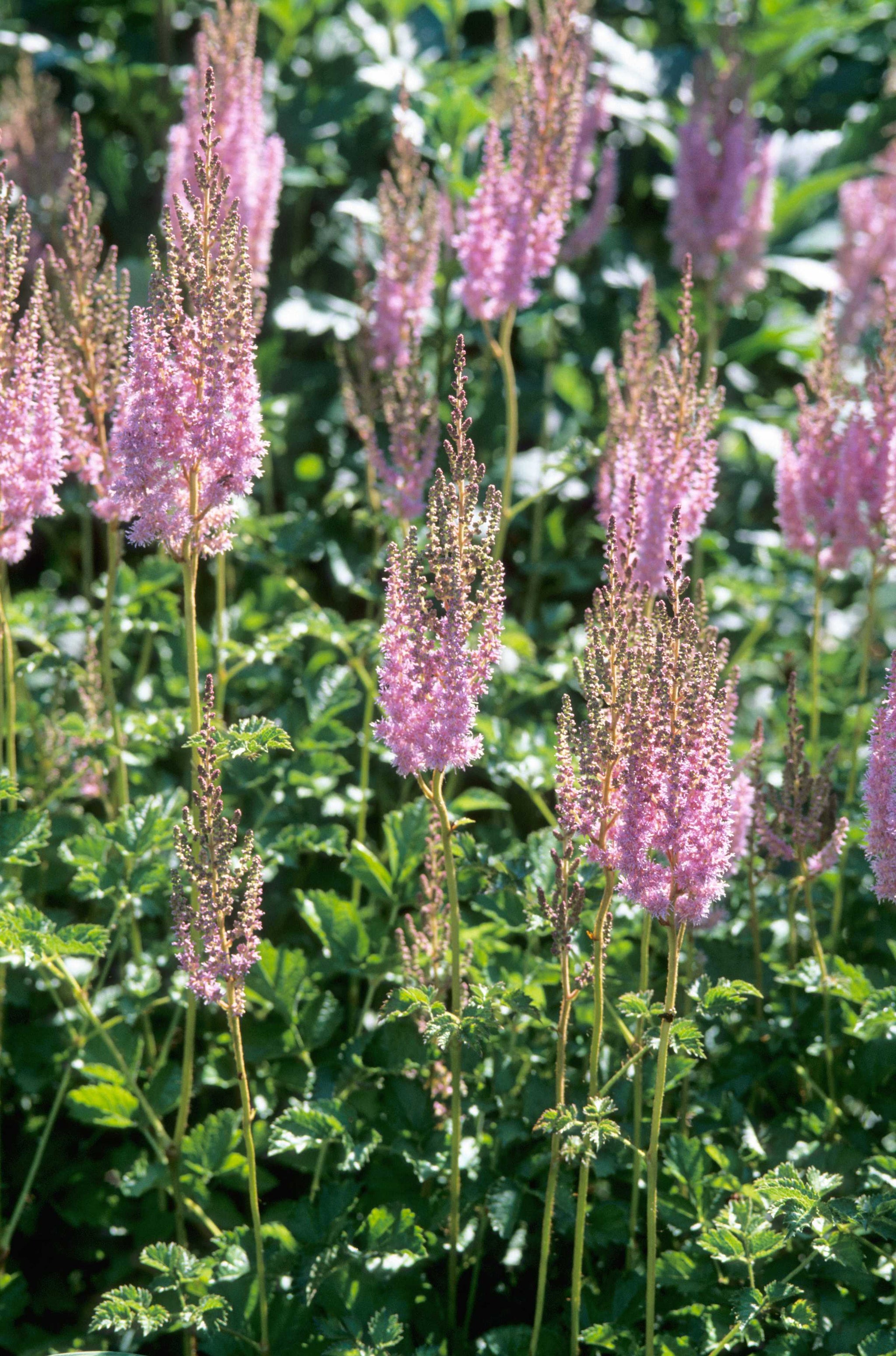 Astilbe chinensis var. taquetii Superba Fall Astilbe, Chinese Astilbe